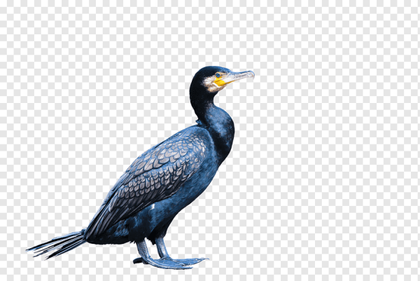 Баклан на прозрачном фоне