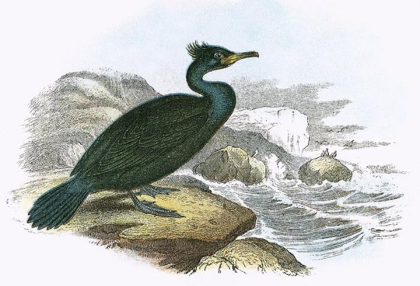 Баклан Великий