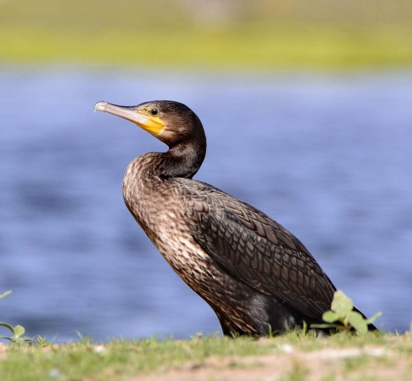 Хохлатый Баклан