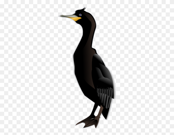 Баклан на белом фоне