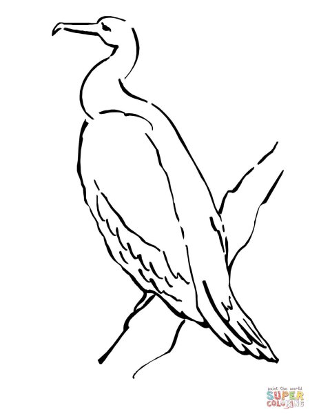 Баклан раскраска