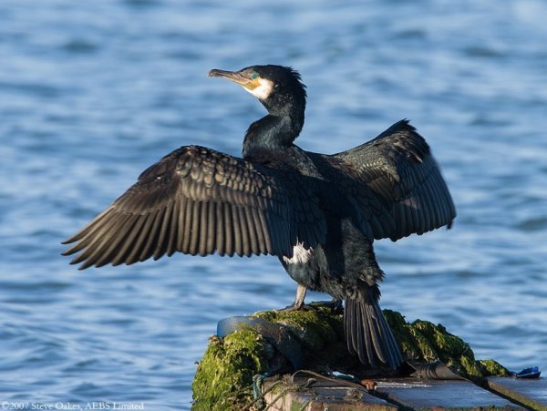 Стеллеров Баклан птица
