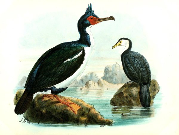 Новозеландский Баклан