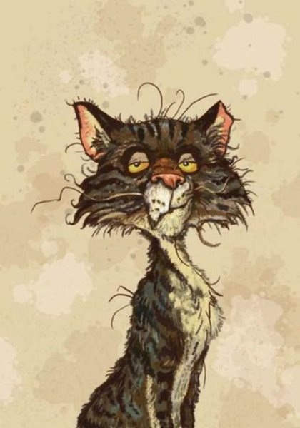 Драный кот