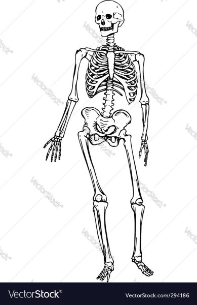 Скелет человека вектор
