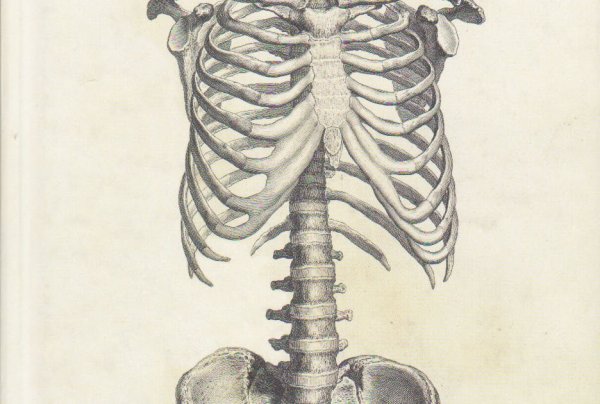 Скелет буквой т