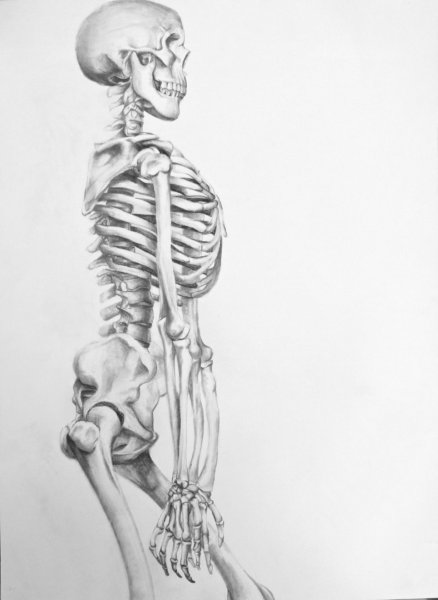 Лежачий скелет рисунок