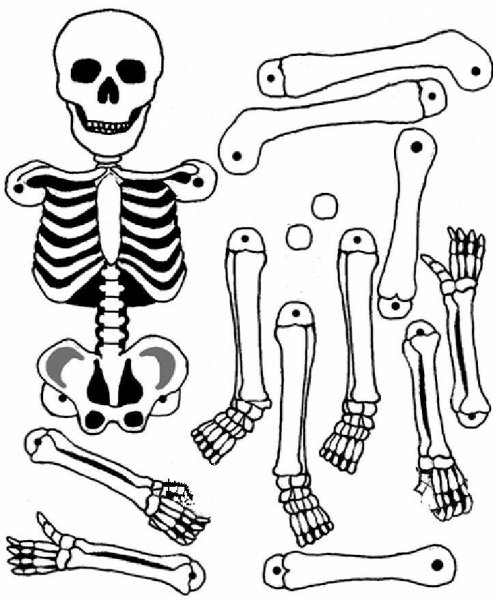 Скелет по частям