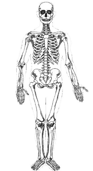 Скелет человека раскраска