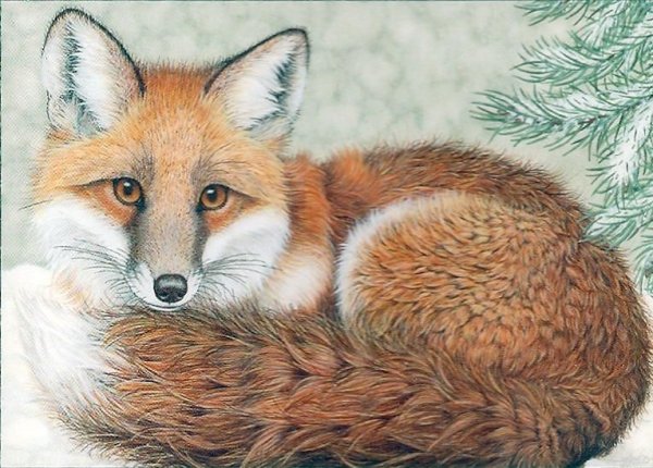 Лисенок рисунок реалистичный