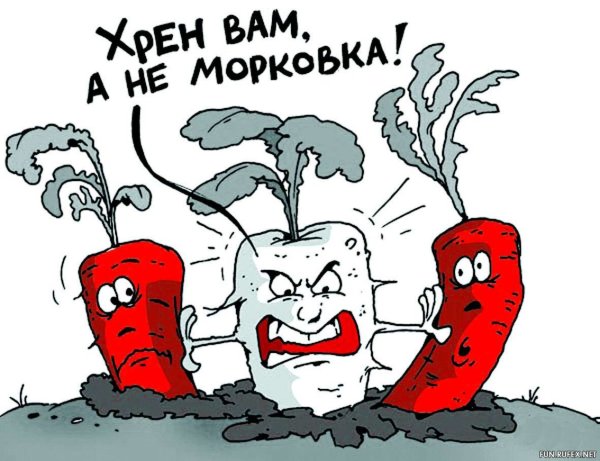 Морковка юмор