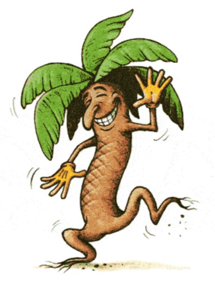 Пальма смешная