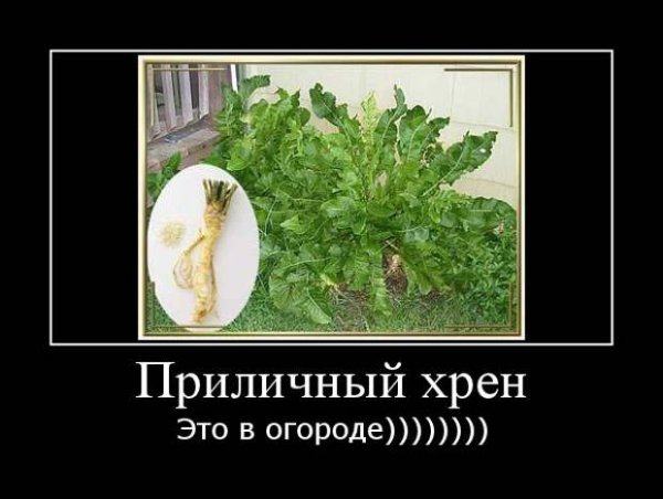 Хрен карикатура