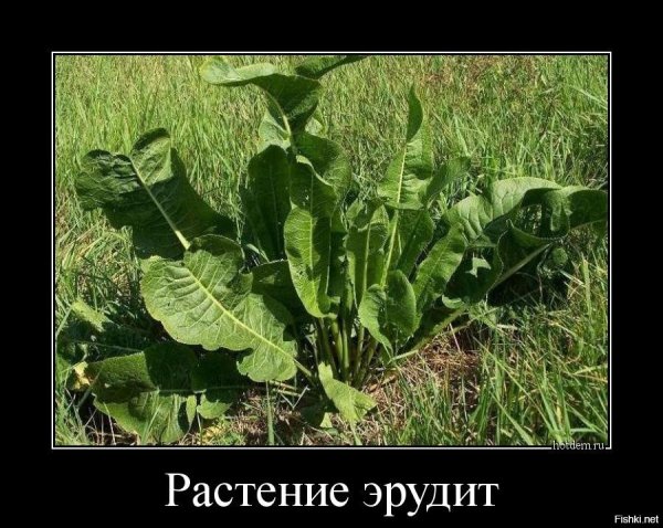 Мультяшные сахарная свекла