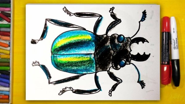 Раскраски насекомые таракан