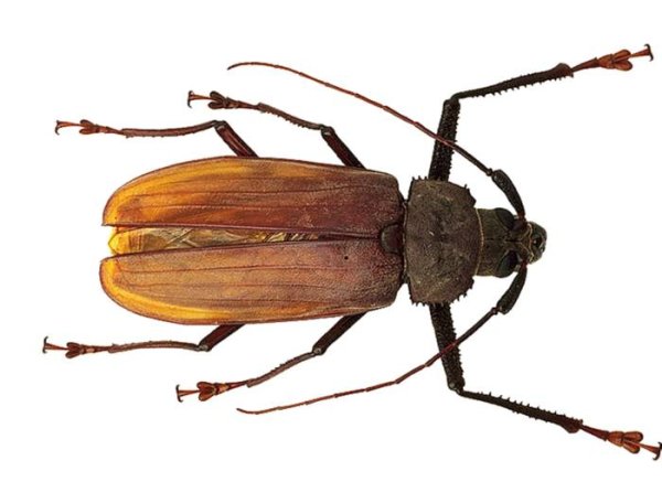 Жужелица на прозрачном фоне