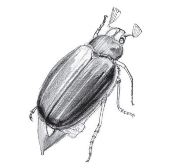 Атропиды Жук