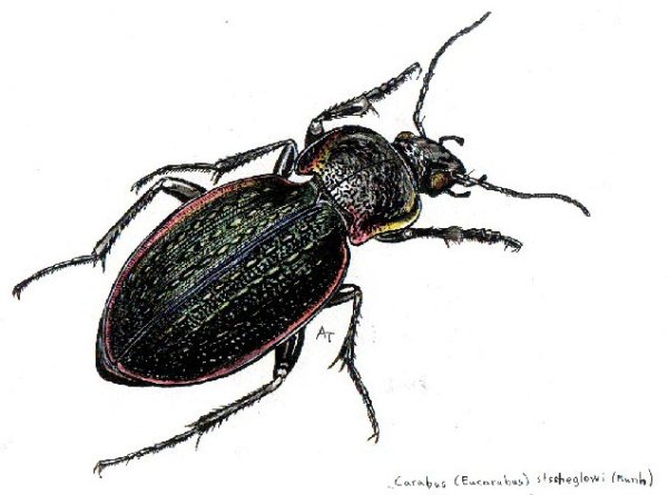 Жук дровосек реликтовый