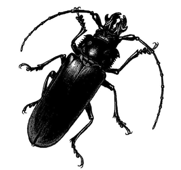 Жук Кабакова