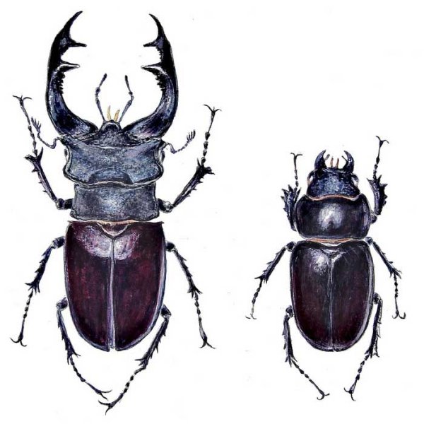 Жук картинка для детей