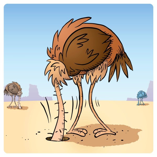 Страус прячет голову в песок