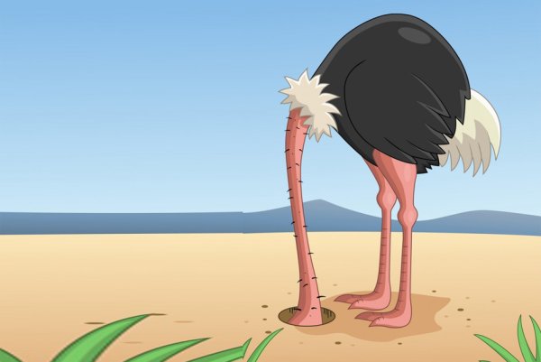 Крылья лапы хвост мультфильм