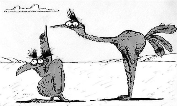 Страус прячет голову в песок