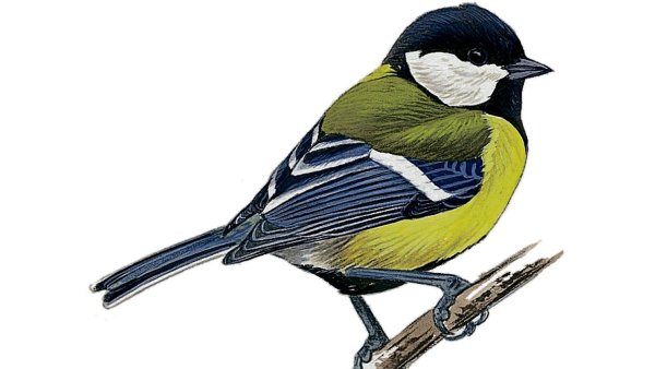 Синица для детей