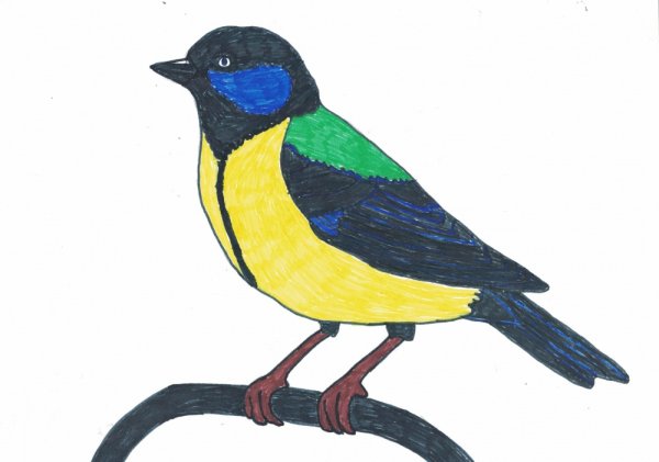 Синица картинка для детей