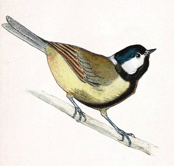 Московская синичка