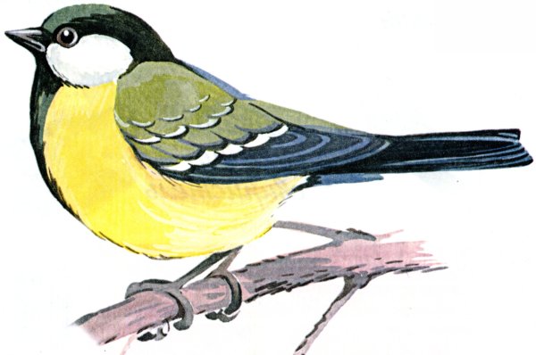 Синичка рисунок для детей