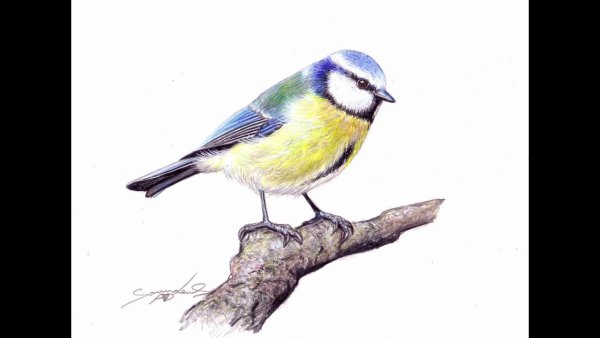 Обыкновенная лазоревка рисунок