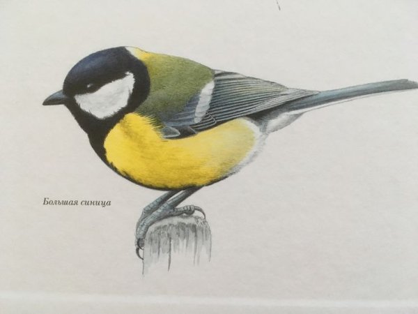 Большая синица рисунок