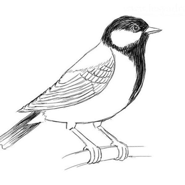 Раскраска птицы синица