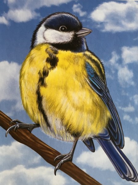 Птичка синичка для детей