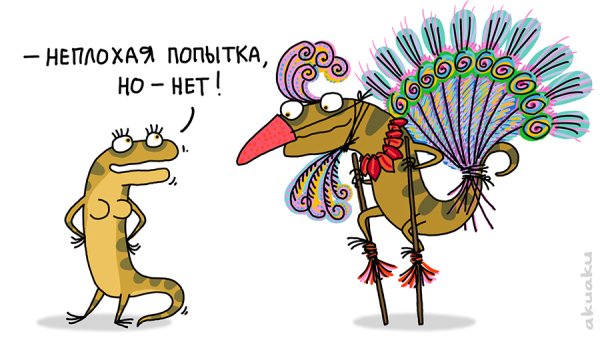 Павлин прикол