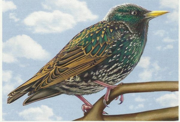 Скворец Перелетная птица