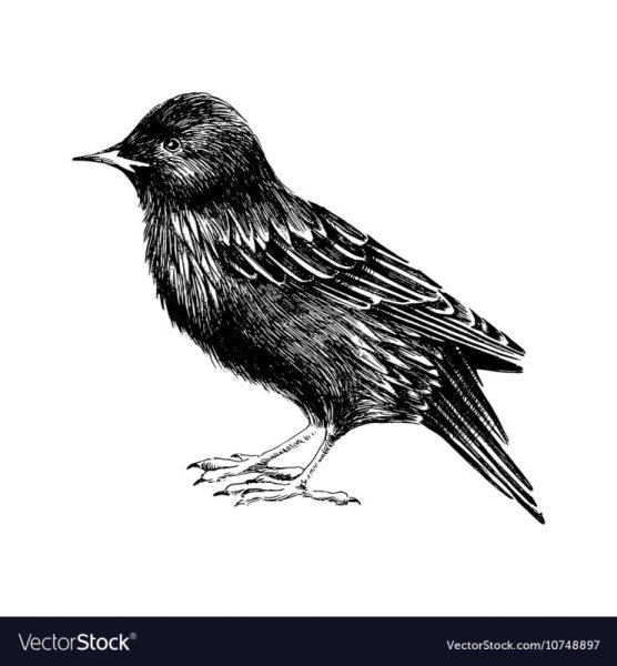 Скворец рисунок для детей