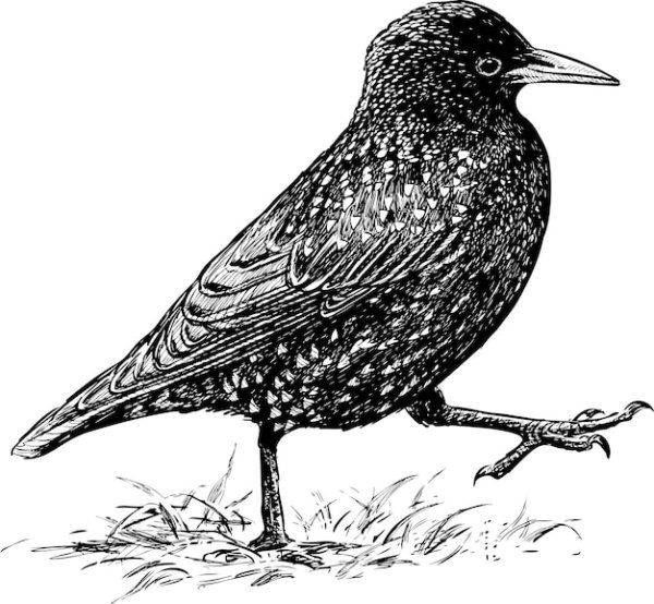 Скворец черно белый