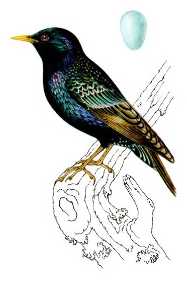 Изображение скворца для детей