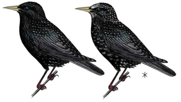 Обыкновенный скворец рисунок