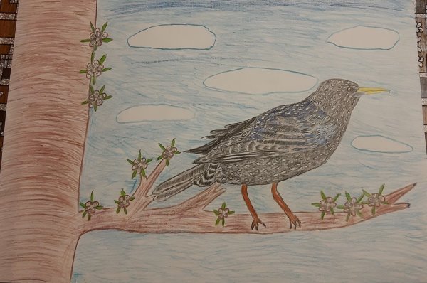 Г. Снегирев - скворец