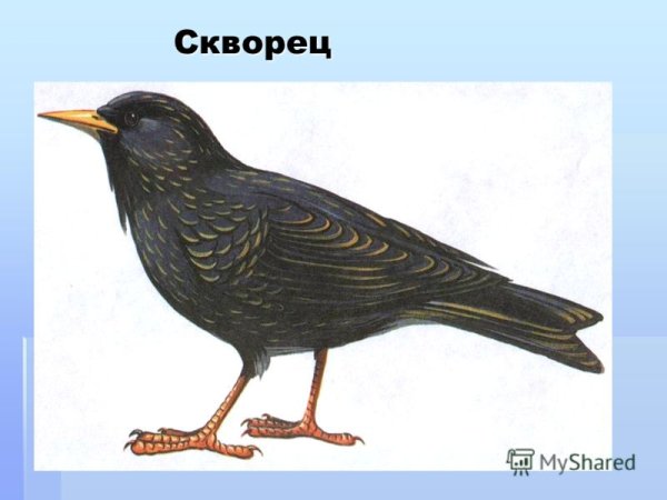 Скворец Перелетная птица