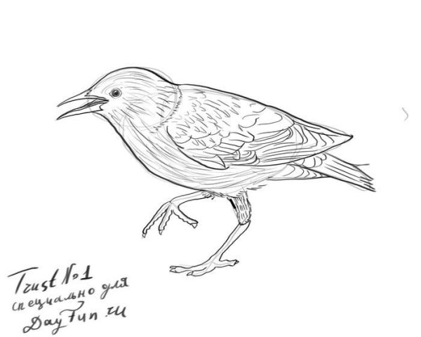 Розовый скворец рисунок карандашом