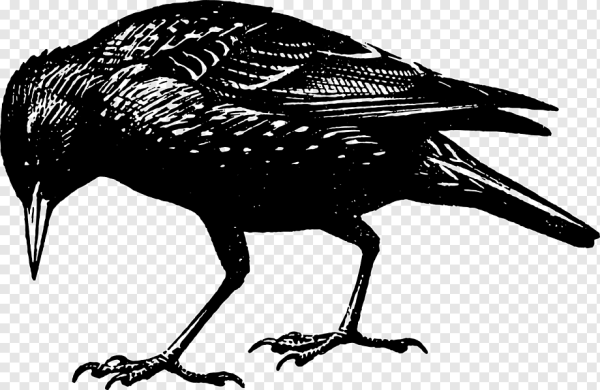 Скворец черно белый