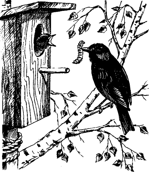 Иллюстрация к рассказу Белова скворцы