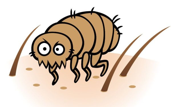 Блоха рисунок