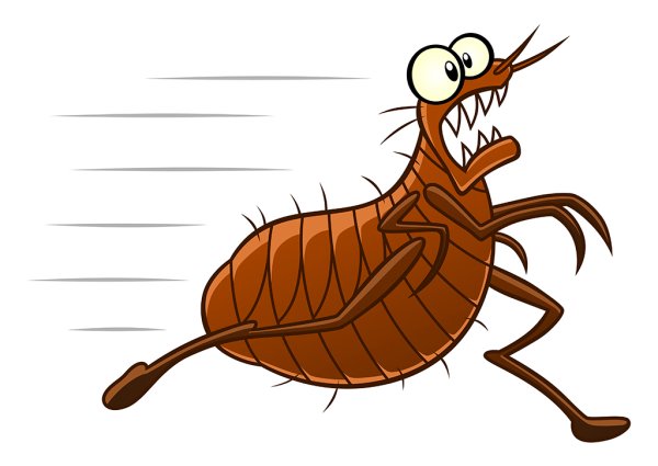 Блохи мультяшные