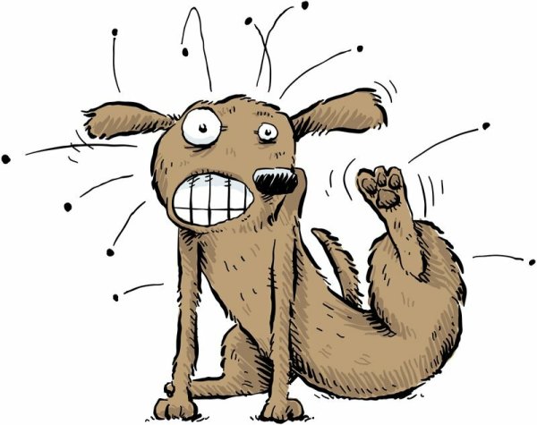 Блохи на собаке карикатура