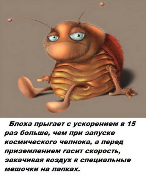 Смешная блоха
